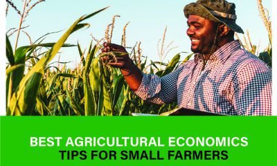 "Discover essential agricultural economics tips to help small farmers boost productivity and sustainability. Learn more for practical strategies today!"